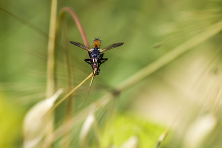 Portrait of a fly