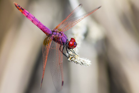 The Violet Dropwing  Trithemis annulata の写真素材