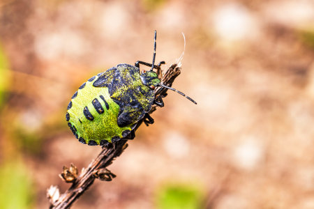 The green soldier bug  Acrosternum hilare 