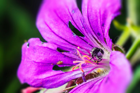 Tiny bug on the flowerの写真素材