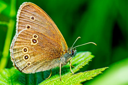 Portrait of a common forest butterflyの写真素材