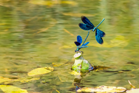The Banded Demoiselle  Calopteryx splendens の写真素材