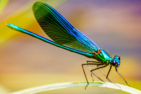 The Banded Demoiselle  Calopteryx splendens の写真素材