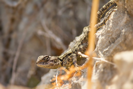 The Common Agama   Agama agama の写真素材
