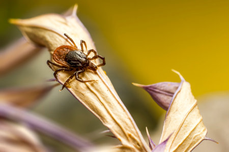 The Wood Tick   Ixodidae 