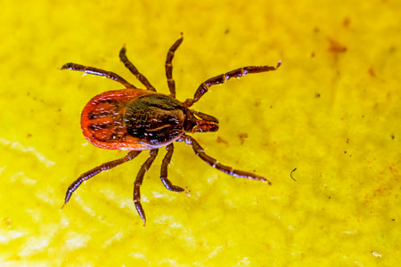 The Wood Tick   Ixodidae 