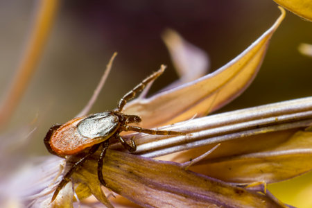 The Wood Tick   Ixodidae 