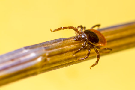 The Wood Tick   Ixodidae の写真素材