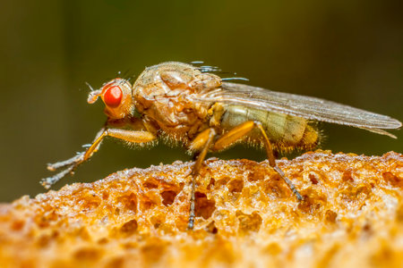 Portrait of a forest flyの写真素材