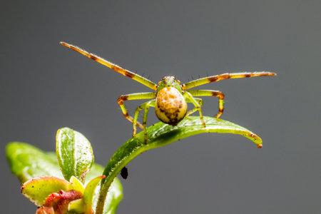 Green Crab Spider  Diaea dorsata の写真素材