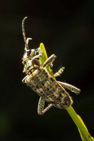 The  blackspotted pliers support beetle, Rhagium mordax,の写真素材