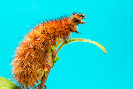The Ruby Tiger caterpillar (Phragmatobia fuliginosa)の写真素材