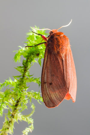 The Ruby Tiger (Phragmatobia fuliginosa)の写真素材