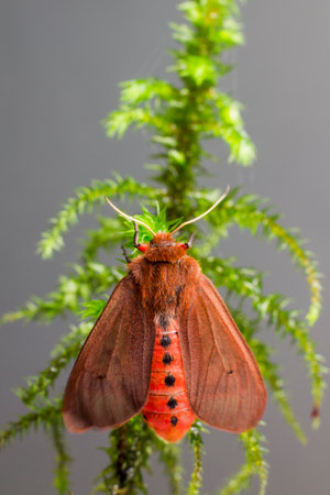 The Ruby Tiger (Phragmatobia fuliginosa)の写真素材