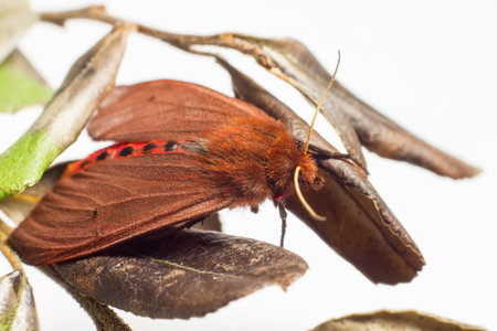 The Ruby Tiger (Phragmatobia fuliginosa)の写真素材