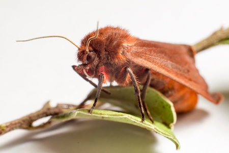 The Ruby Tiger (Phragmatobia fuliginosa)の写真素材