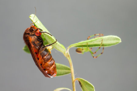 The Ruby Tiger (Phragmatobia fuliginosa)