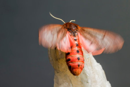 The Ruby Tiger (Phragmatobia fuliginosa)の写真素材