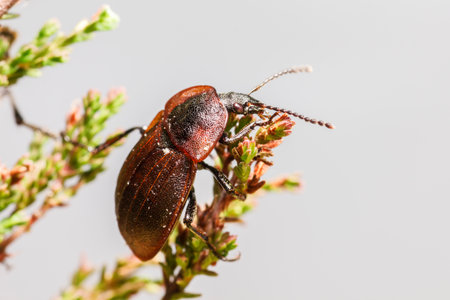 Portrait of a beetle