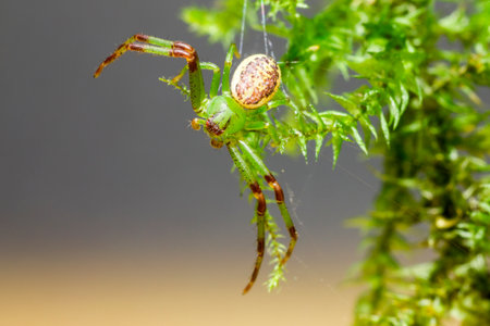 The Green Crab Spider,   Diaea dorsata 