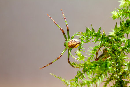 The Green Crab Spider,   Diaea dorsata の写真素材