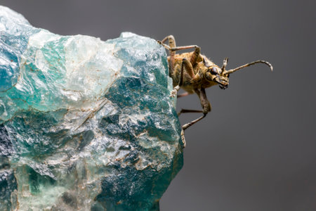 The blackspotted pliers support beetle, Rhagium mordaxの写真素材