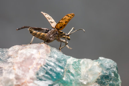 The blackspotted pliers support beetle, Rhagium mordaxの写真素材