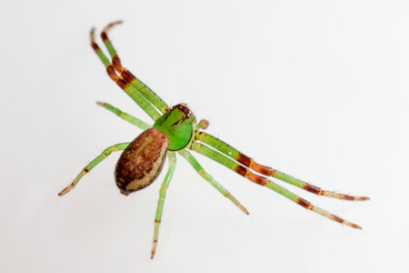 The Green Crab Spider, Diaea dorsataの写真素材