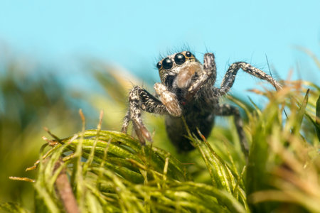 Portrait of a Zebra Spider,  Salticus scenicus 