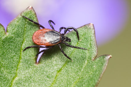 The Castor Bean Tick  Ixodes ricinus 