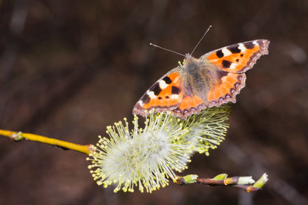 The Compton Tortoiseshell  Nymphalis vaualbum の写真素材