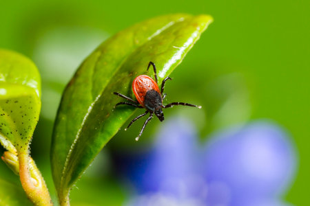 The Castor Bean Tick  Ixodes ricinus の写真素材