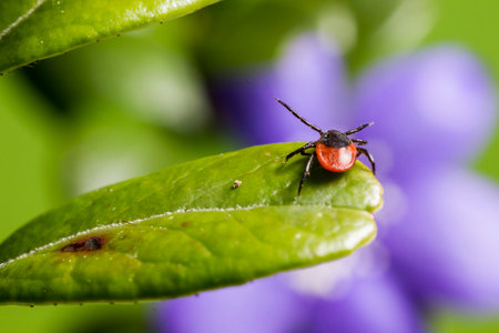 The Castor Bean Tick  Ixodes ricinus の写真素材
