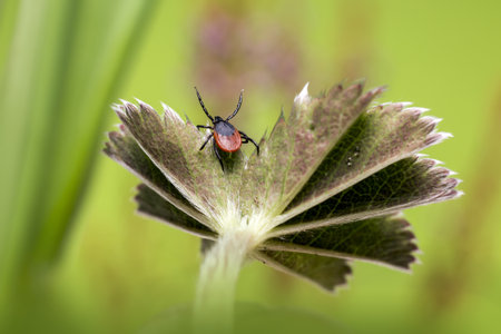 The castor bean tick (Ixodes ricinus)