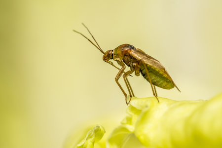 Portrait of a bugの写真素材