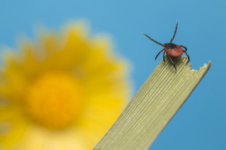 The castor bean tick Ixodes ricinusの写真素材