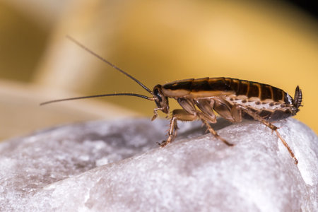 German cockroach (Blattella germanica)