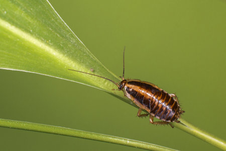 German cockroach (Blattella germanica)
