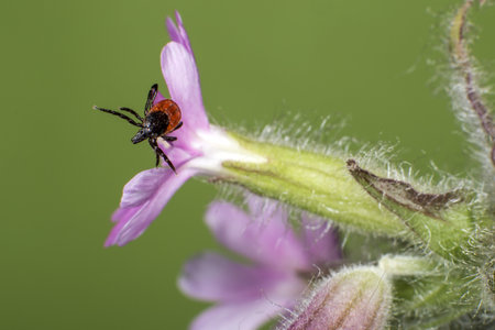 castor bean tick, Ixodes ricinus