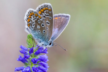 Common blue (Polyommatus icarus)の写真素材