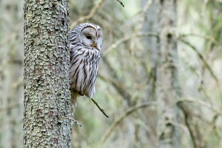 Ural owl (Strix uralensis)の写真素材