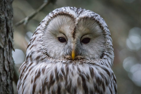 Ural owl (Strix uralensis)の写真素材