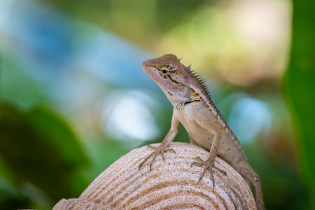 Oriental garden lizard (Calotes versicolor)の写真素材