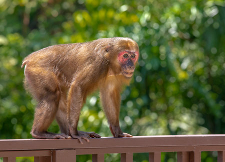 Stump-tailed macaque, (Macaca arctoides)の写真素材