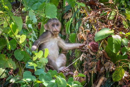 Stump-tailed macaque, (Macaca arctoides)