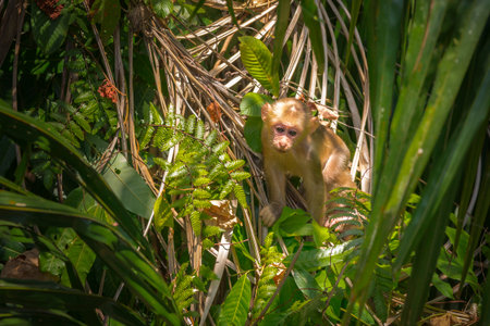 Stump-tailed macaque, (Macaca arctoides)