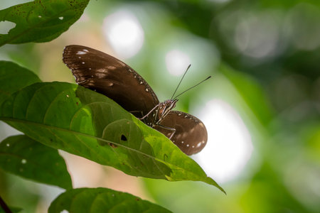 The blue moon butterfly (Hypolimnas bolina)