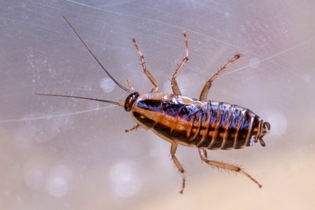 German cockroach (Blattella germanica)
