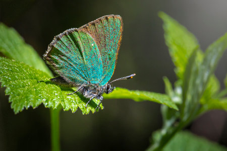 Green hairstreak (Callophrys rubi)の写真素材