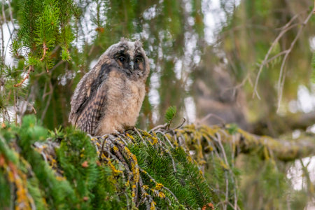 Long-eared owl (Asio otus)の写真素材